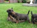 Tredoux Border Terriers image 6