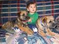 Tredoux Border Terriers image 1