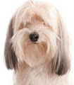 Trendy Tails Dog Grooming image 2