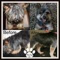 Trendy Tails Dog Grooming image 3