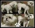 Trendy Tails Dog Grooming image 4