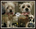 Trendy Tails Dog Grooming image 5