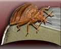 Vancouver Bed Bug Control image 3