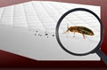 Vancouver Bed Bug Control image 5