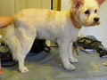 Wash and wag dog grooming image 2