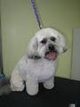 Wigglebums Pet Grooming image 1