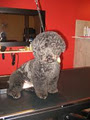 Woofers Pet Styles - Dog Grooming image 4