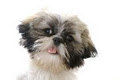 Woofers Pet Styles - Dog Grooming image 1