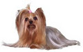 Yorkie's Kiss Grooming Salon logo