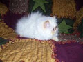 calinour cattery persian and himalayen image 2