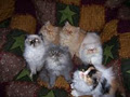 calinour cattery persian and himalayen logo