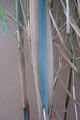 Bamboo Botanicals image 2