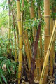 Bamboo Botanicals image 4