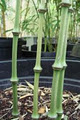 Bamboo Botanicals image 5