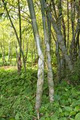 Bamboo Botanicals image 1