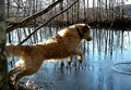 Bluff Hollow Dog-Friendly B & B image 2