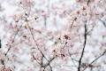 Cherry Blossom Photography image 1