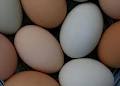 Egg Farmers of Canada image 3