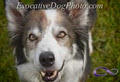 Evocative Dog Photography image 3