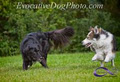 Evocative Dog Photography image 5