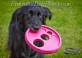 Evocative Dog Photography image 1