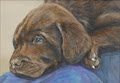 Pet Portraits by Wendy Law logo
