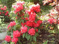 RHODODENDRONS ETC. NURSERY image 2
