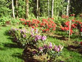 RHODODENDRONS ETC. NURSERY image 3
