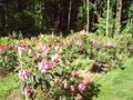 RHODODENDRONS ETC. NURSERY image 4