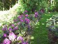 RHODODENDRONS ETC. NURSERY image 5