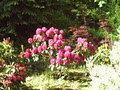 RHODODENDRONS ETC. NURSERY image 6