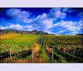 Sumac Ridge Estate Winery Ltd image 6
