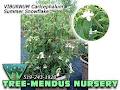 Tree-Mendus Nursery & Garden Centre image 2