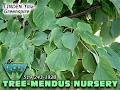 Tree-Mendus Nursery & Garden Centre image 3