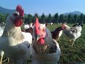 tasty chicken farm image 2