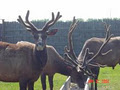 Alberta Elk Ranch image 3