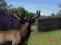 Alberta Elk Ranch image 4