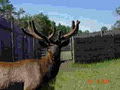 Alberta Elk Ranch image 4