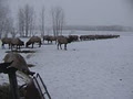 Alberta Elk Ranch image 6