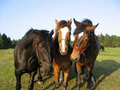 Centre Équestre Quatre Vents image 3