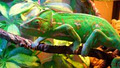 ChameleonsGalore image 2
