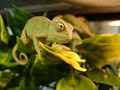 ChameleonsGalore image 3