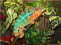 ChameleonsGalore image 4