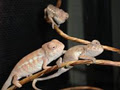 ChameleonsGalore image 6