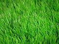 Green Vision Organic Lawn and Garden Care logo