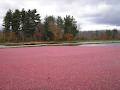 Iroquois Cranberry Growers image 2