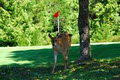 Longbeach Golf course image 1