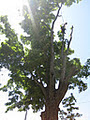 Oxford Arborists Inc. image 3