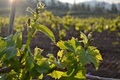 Saison Market Vineyard image 5