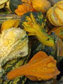Shantzholm Pumpkins image 4